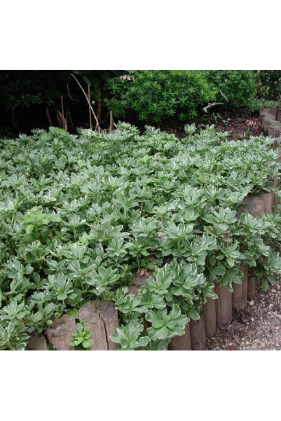 Пахісандра верхівкова Variegata зі строкатим зеленим та кремовим листям у лісовому саду. 